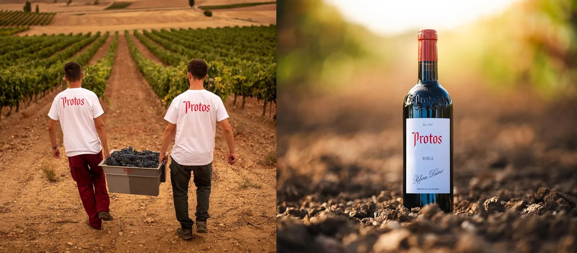 Vino Protos Roble — plato de nuestra carta de catering